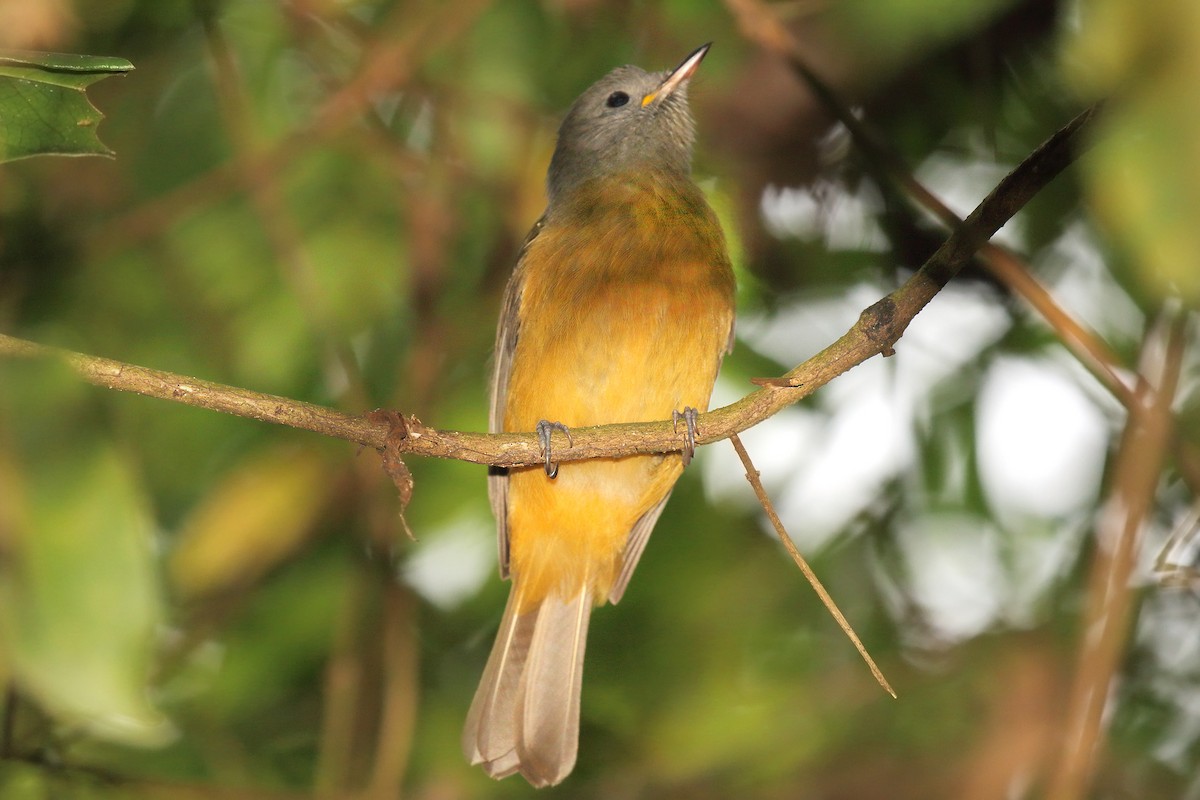 Gray-hooded Flycatcher - ML642301741