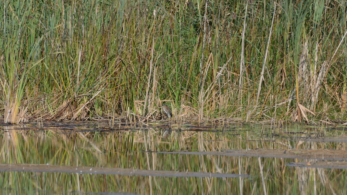 Green Heron - ML642301744