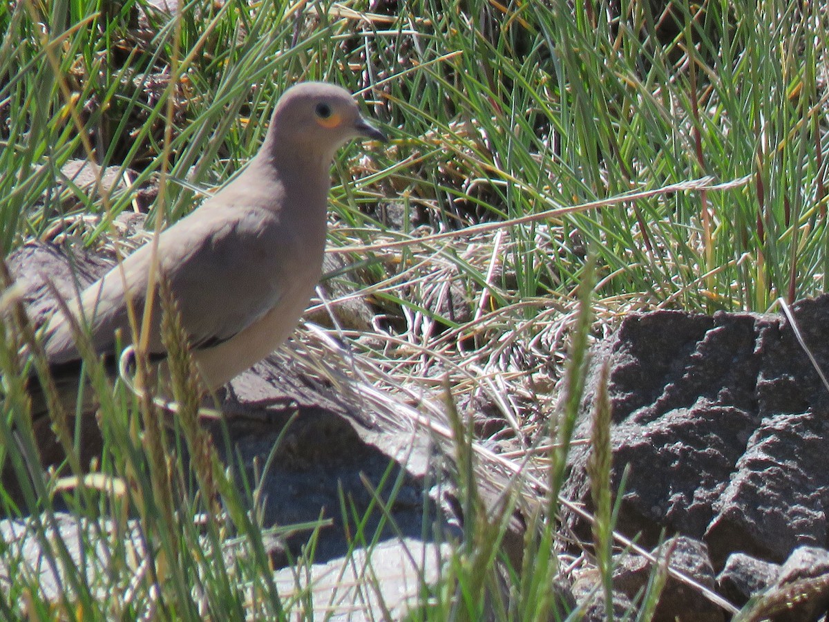Black-winged Ground Dove - ML642301755