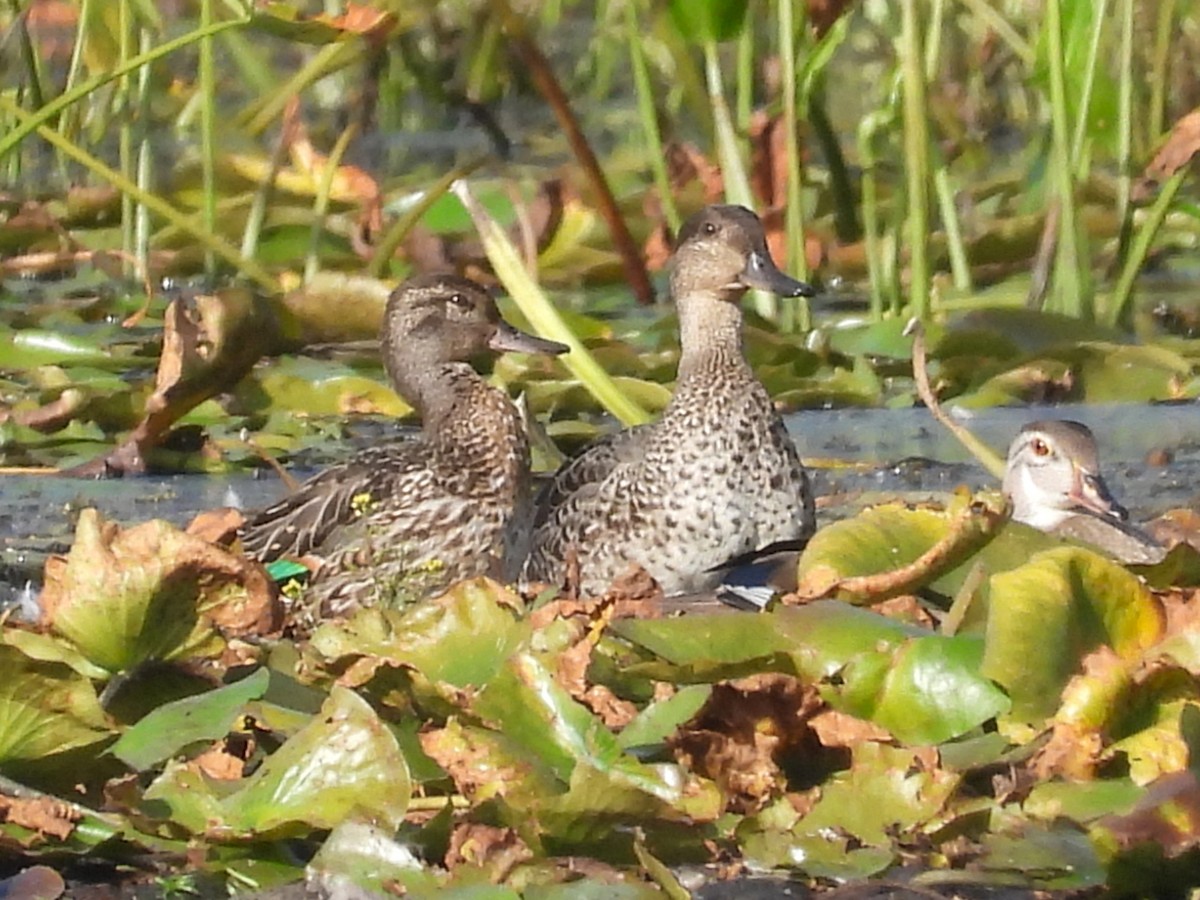 Green-winged Teal - ML642301766
