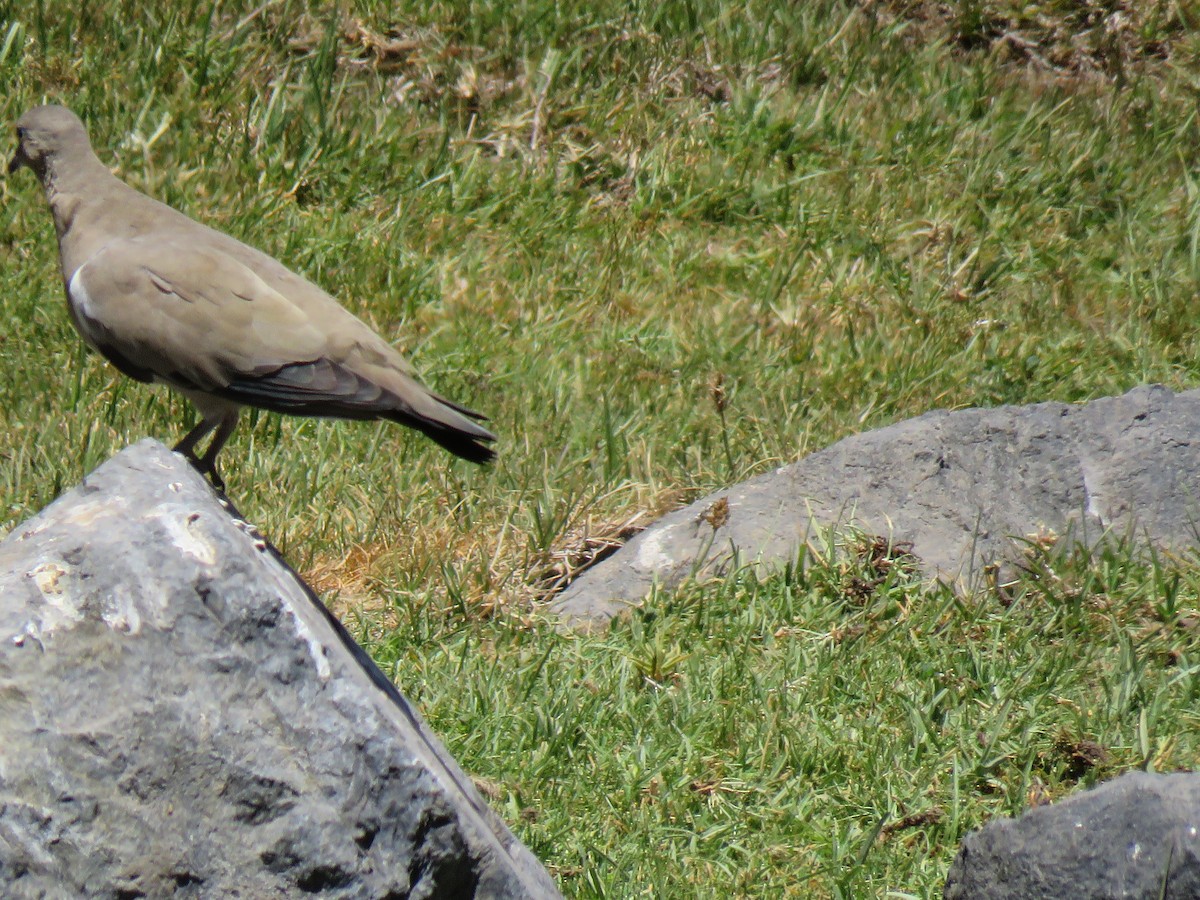 Black-winged Ground Dove - ML642301774