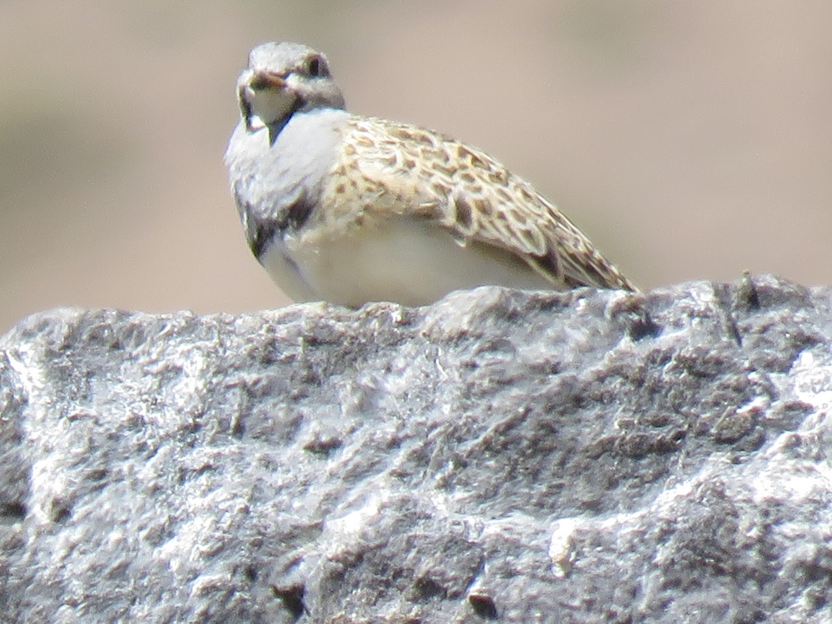 Gray-breasted Seedsnipe - ML642301781