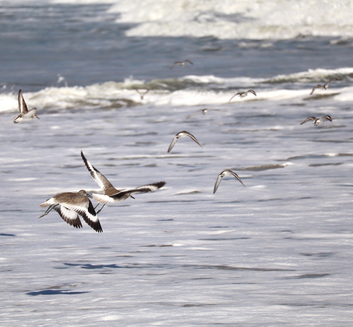 Willet - ML642301784