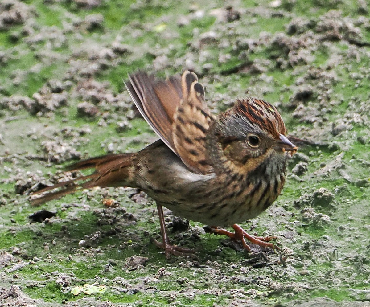 Lincoln's Sparrow - ML642301791