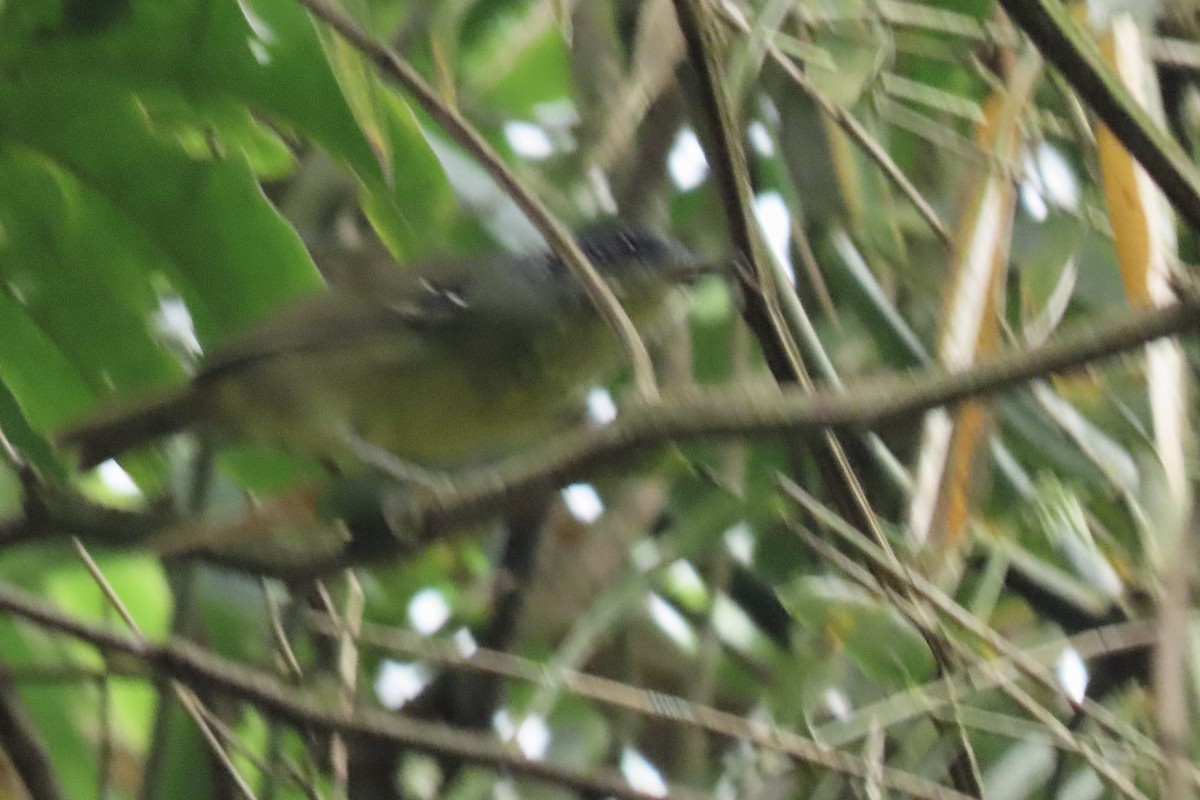 Spot-breasted Antvireo - ML642301815