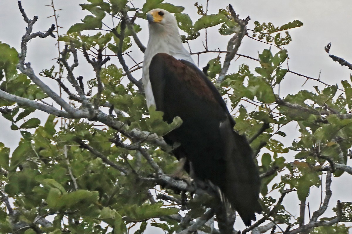 African Fish-Eagle - ML642301816