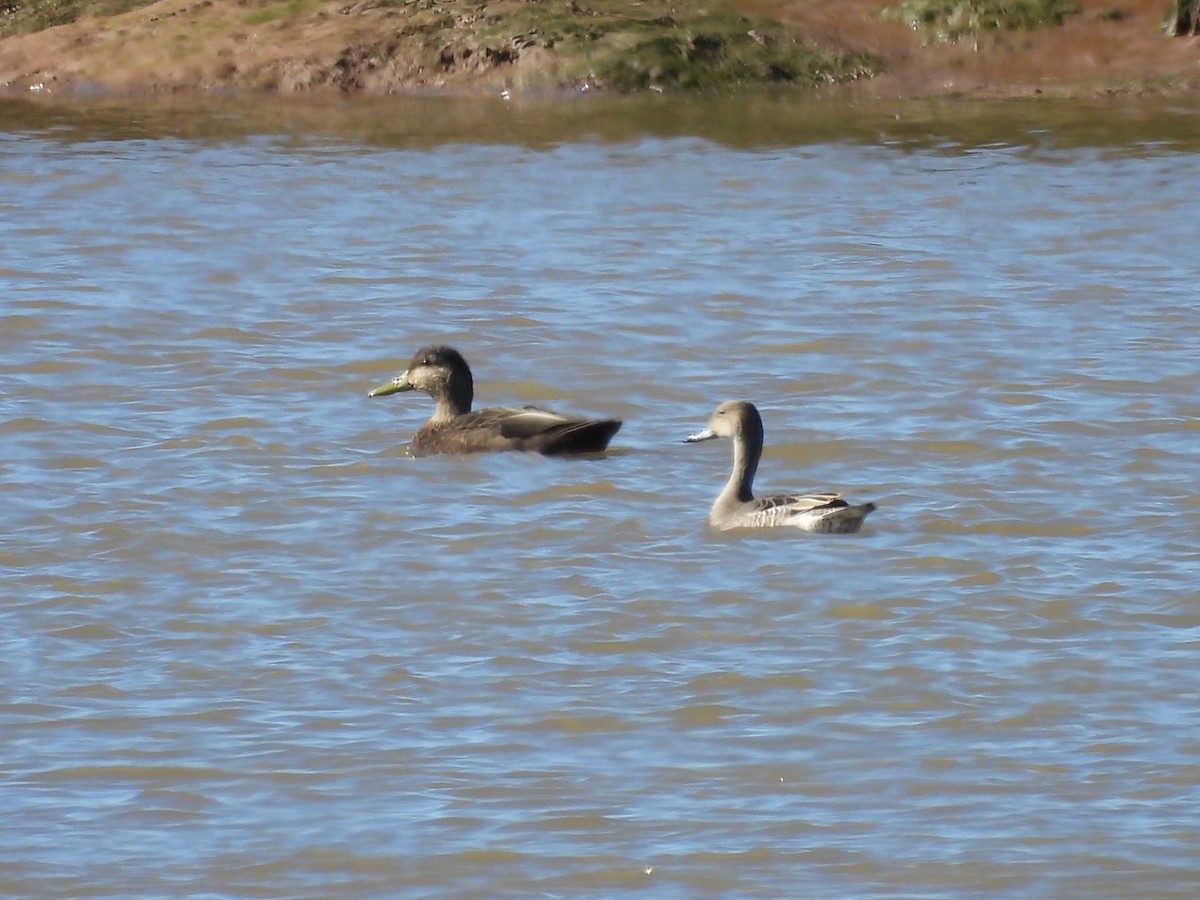kachna tmavá - ML642301817