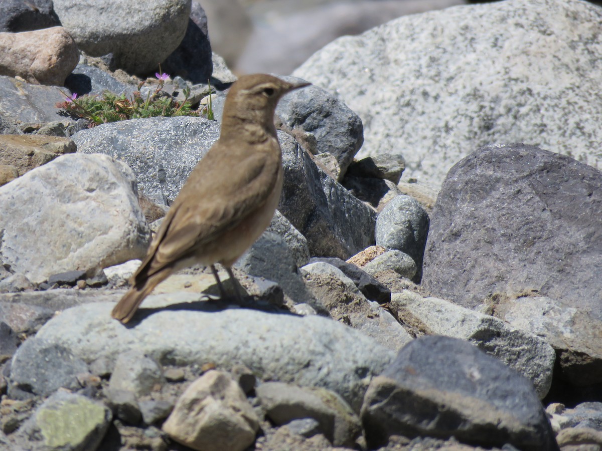 Rufous-banded Miner - ML642301822