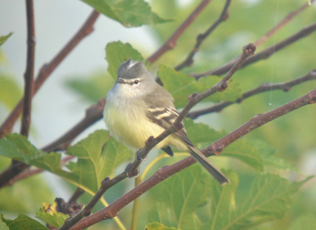 White-crested Tyrannulet - ML642301830