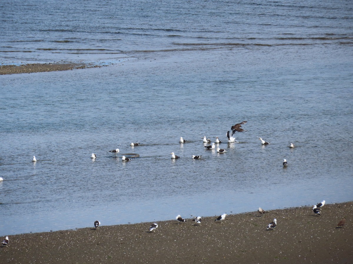 Chilean Skua - ML642301837