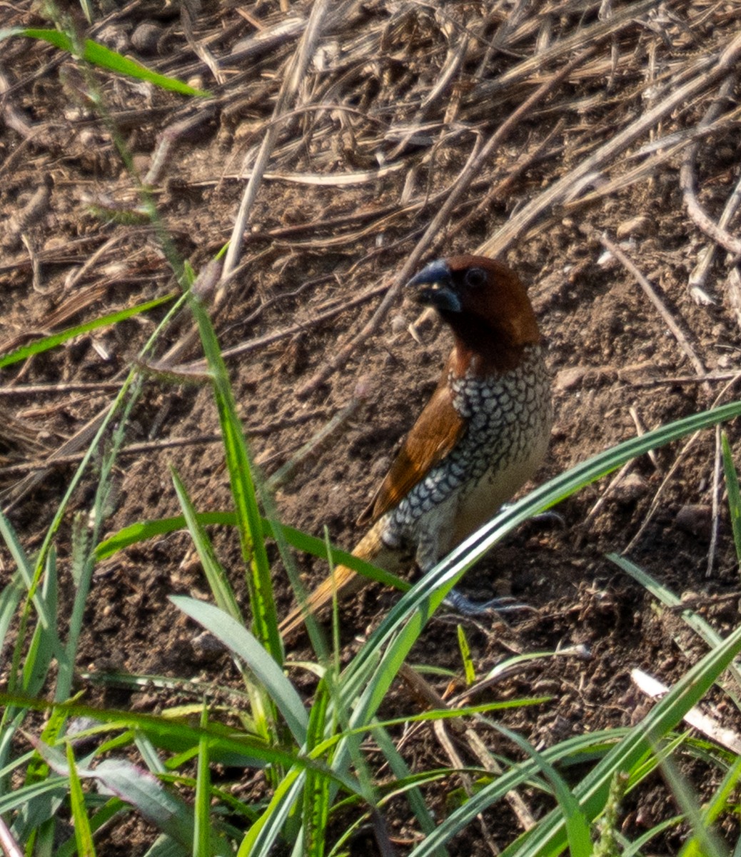 Scaly-breasted Munia - ML642301842