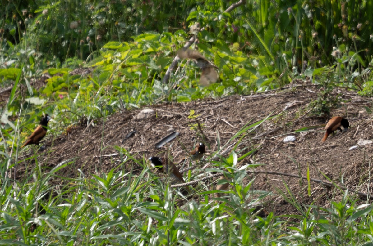 Scaly-breasted Munia - ML642301843