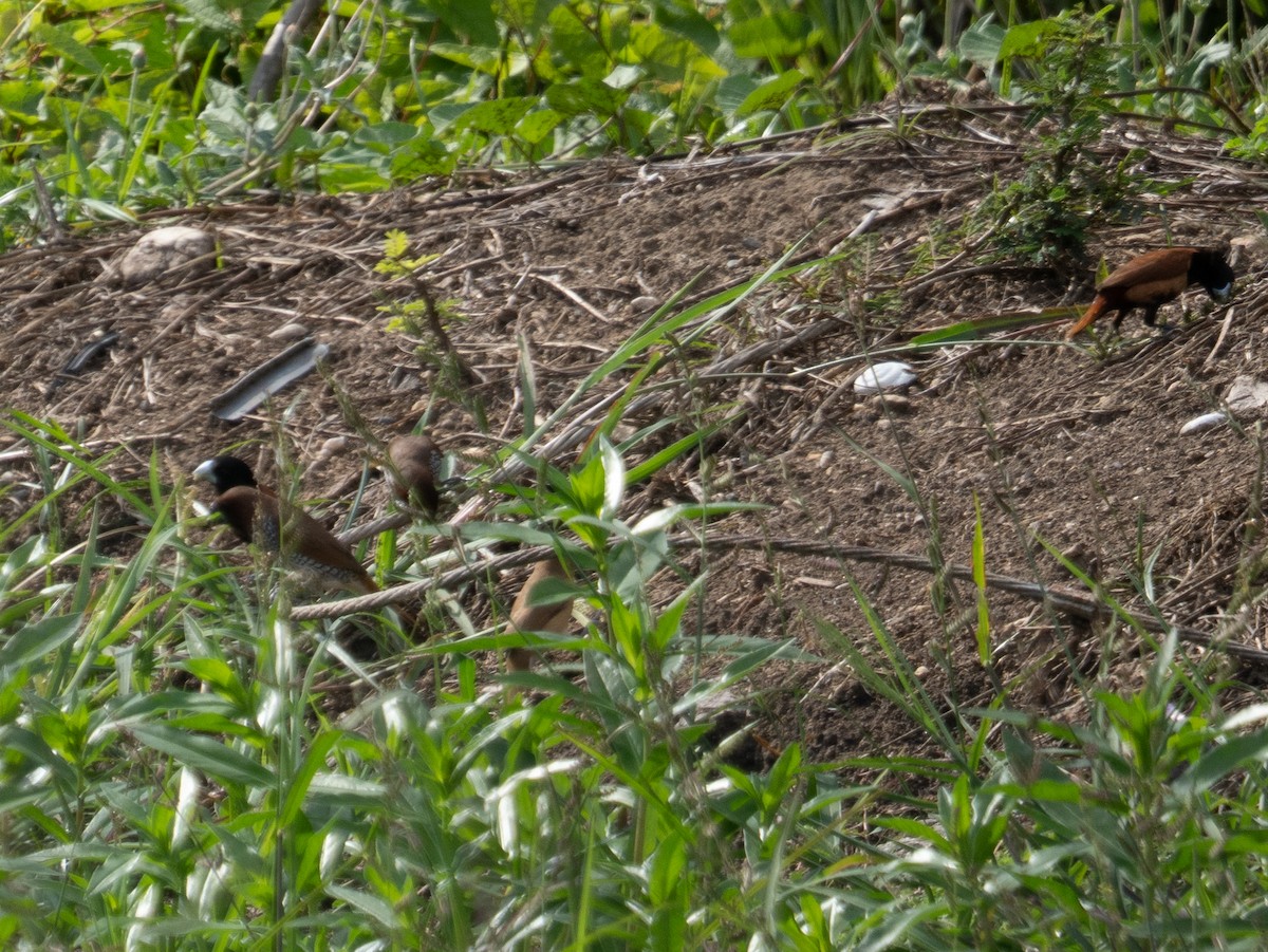 Scaly-breasted Munia - ML642301844