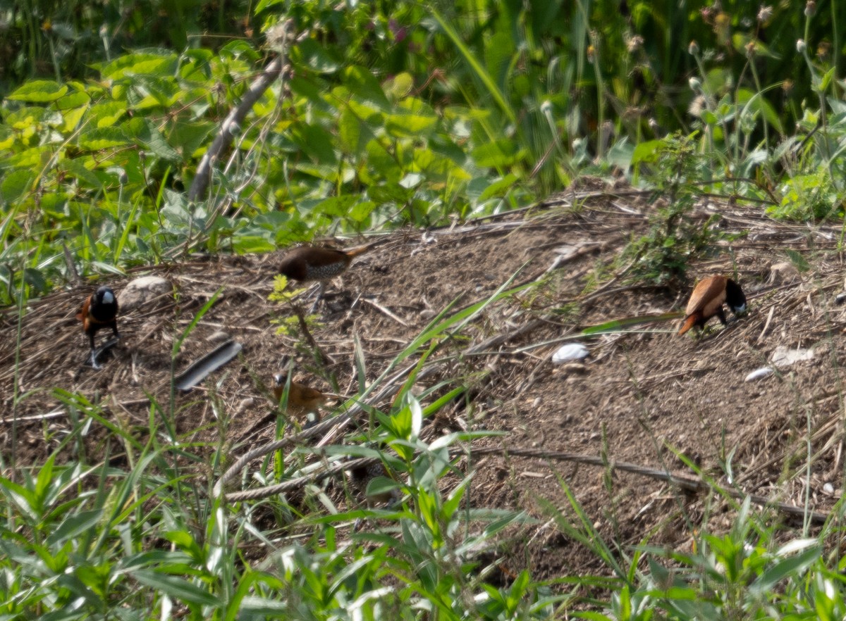 Scaly-breasted Munia - ML642301845