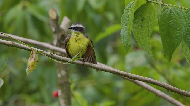 Rusty-margined Flycatcher - ML642301875