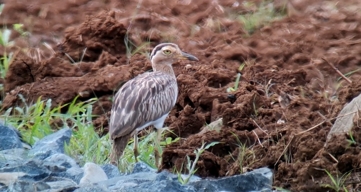 Double-striped Thick-knee - ML642301876