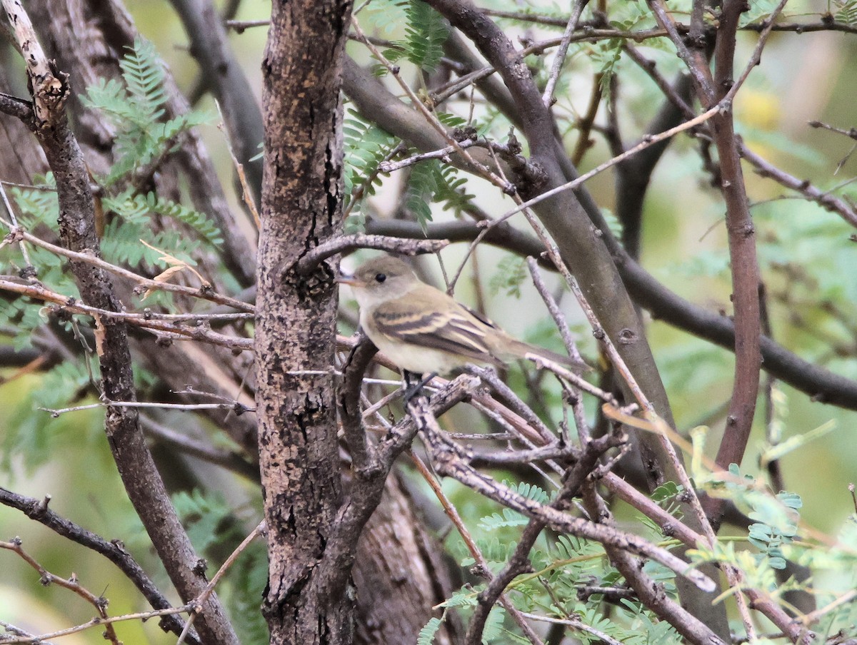 Willow Flycatcher - ML642301877