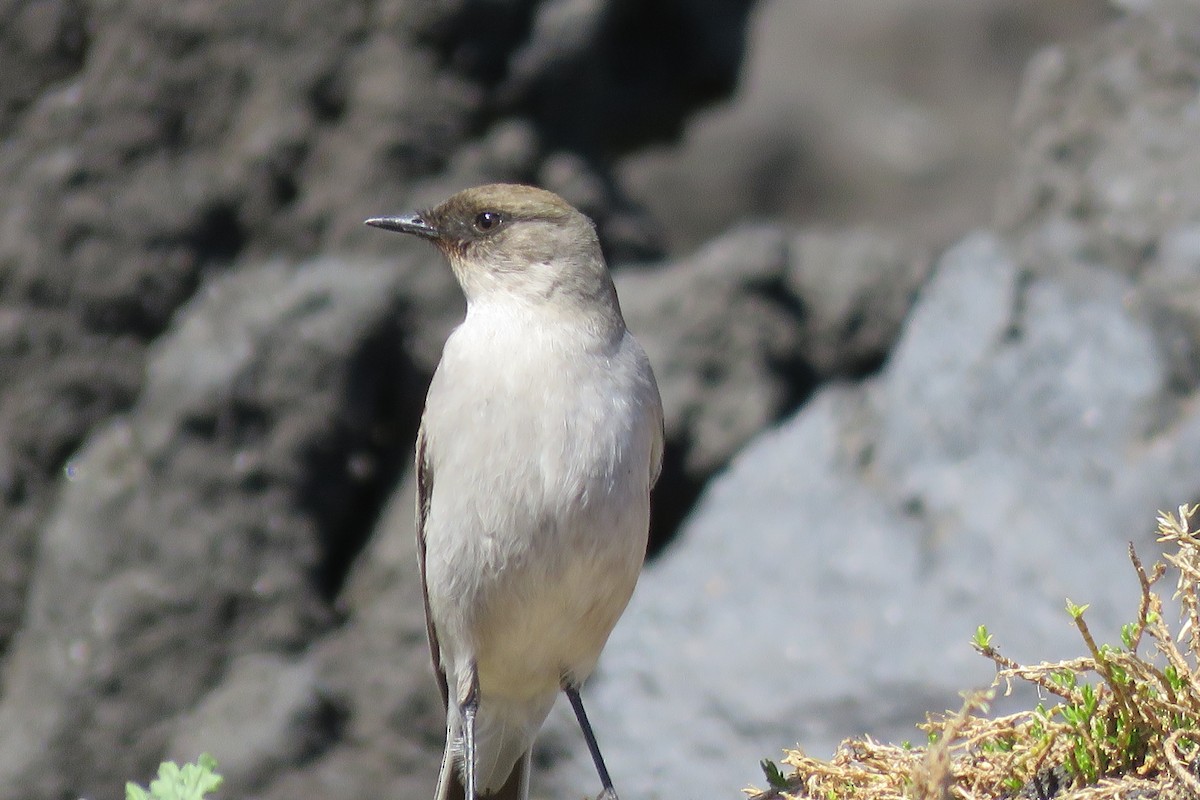 Dark-faced Ground-Tyrant - ML642301878