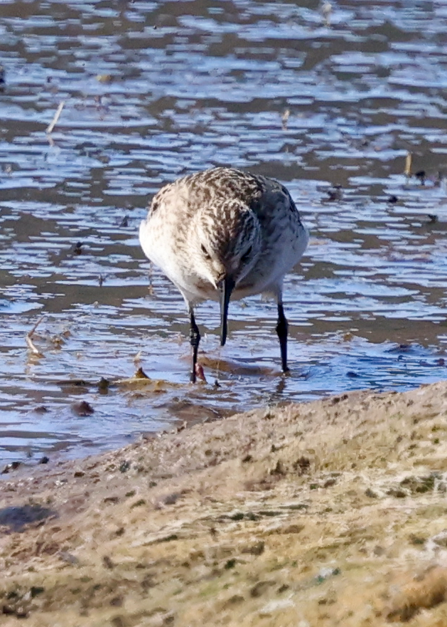 Baird's Sandpiper - ML642301881