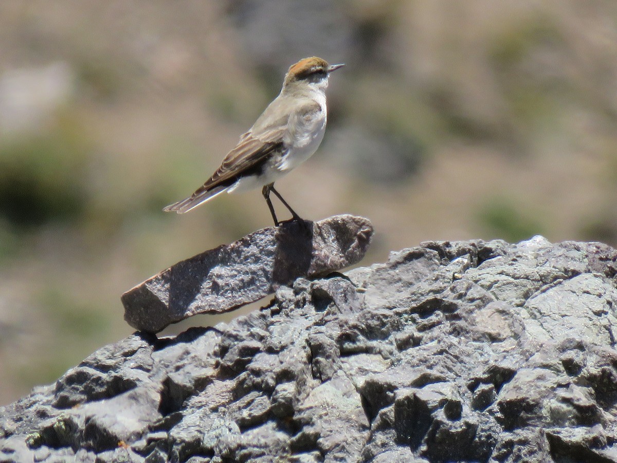 White-browed Ground-Tyrant - ML642301887