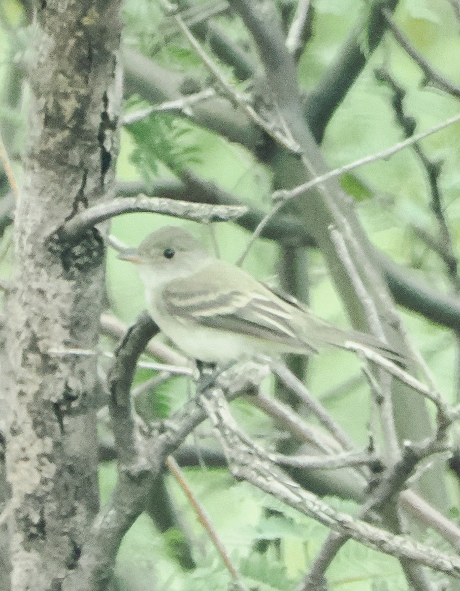 Willow Flycatcher - ML642301891