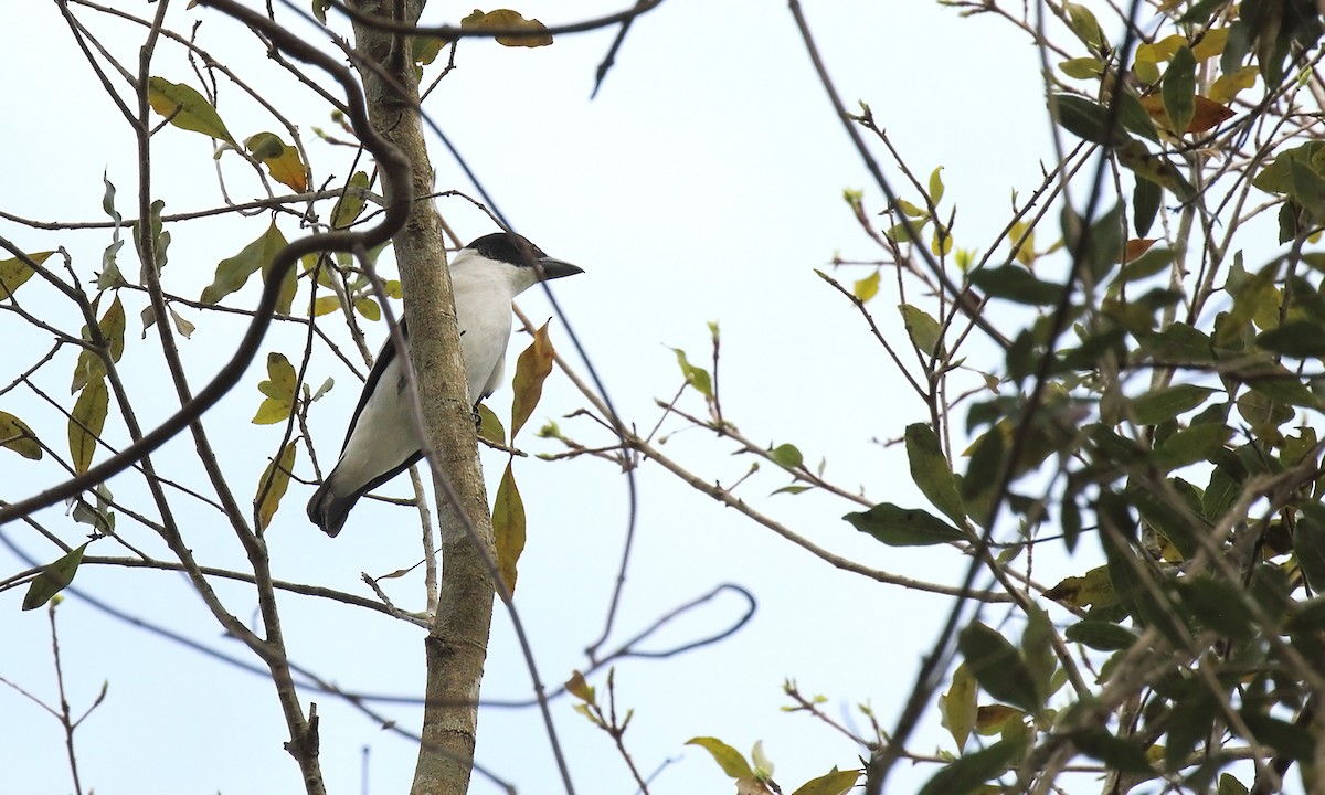 Black-crowned Tityra - ML642301906