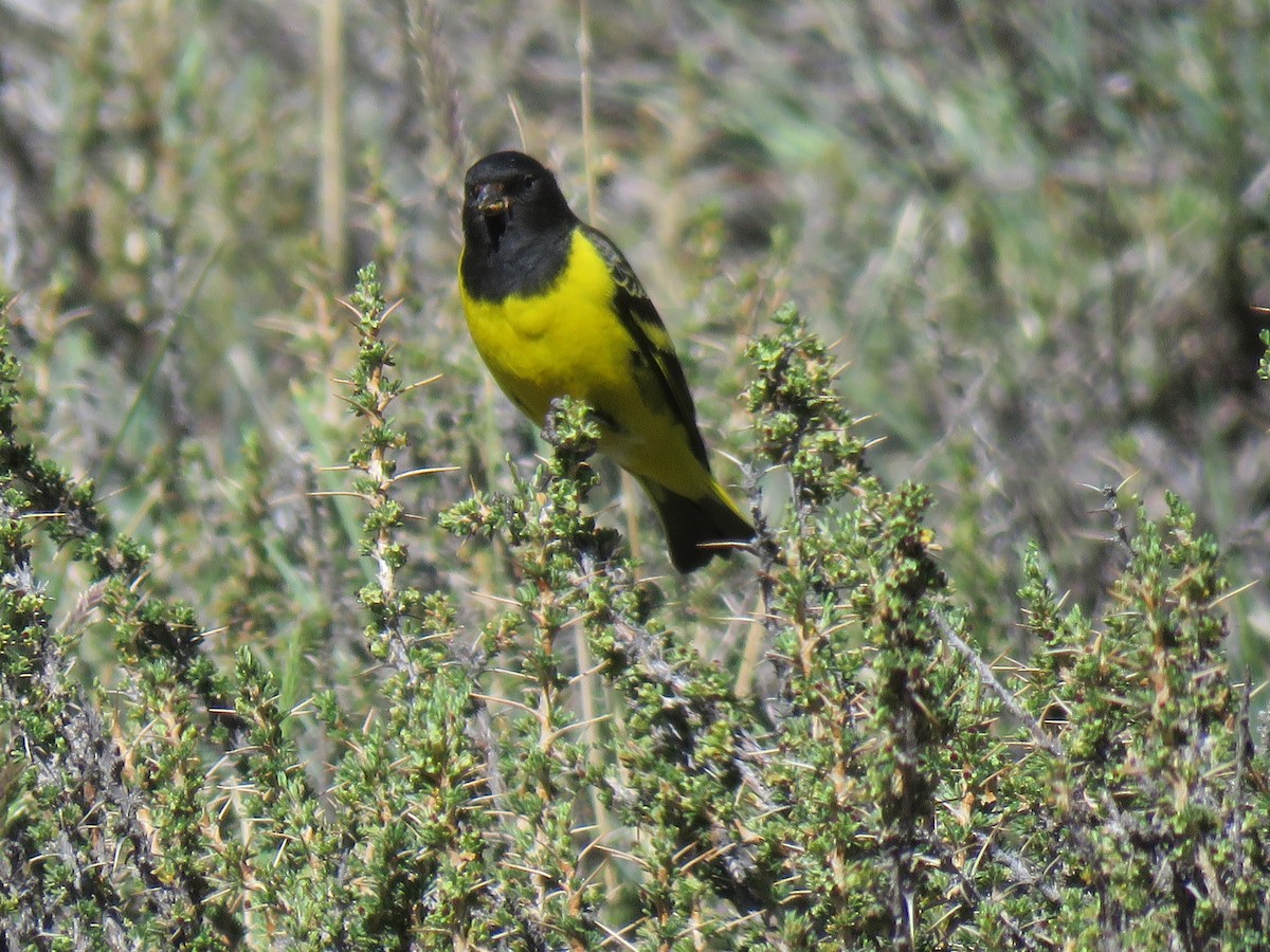 Yellow-rumped Siskin - ML642301907