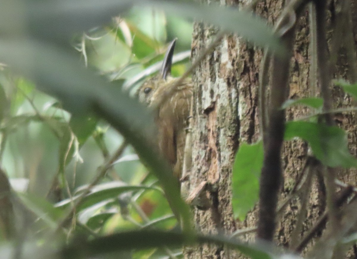 Planalto Woodcreeper - ML642301908