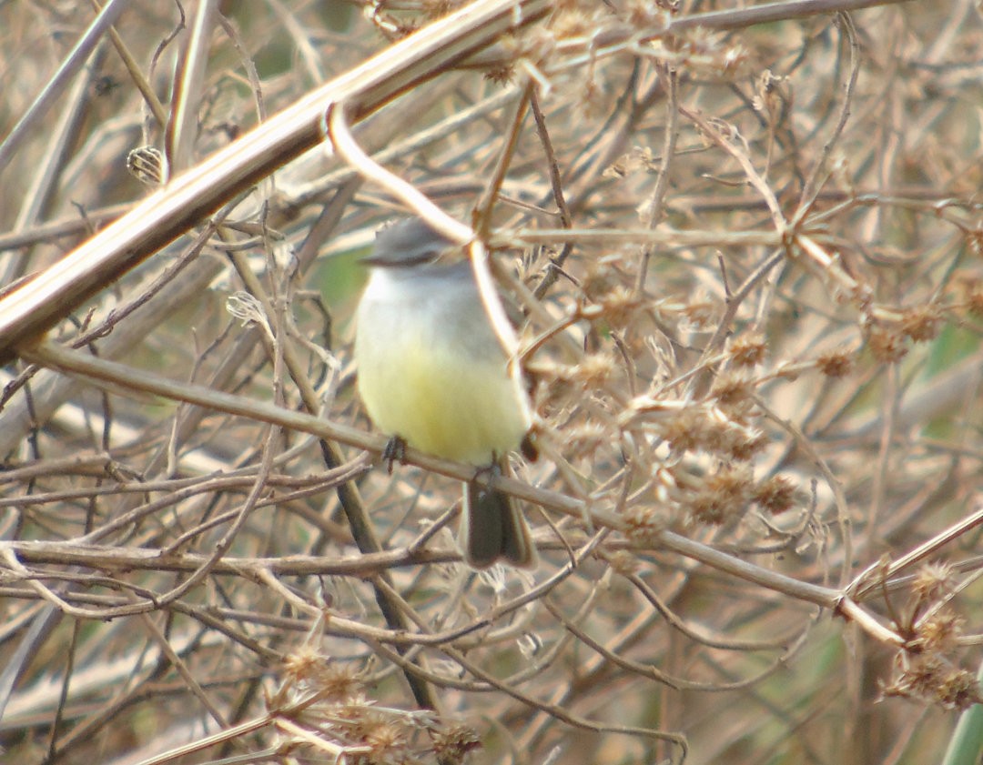 White-crested Tyrannulet - ML642301912
