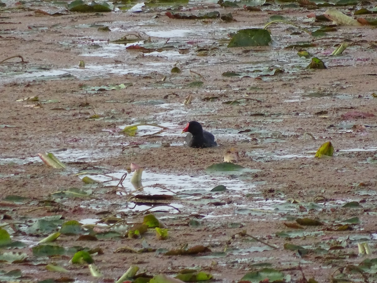 Eurasian Moorhen - ML642301923