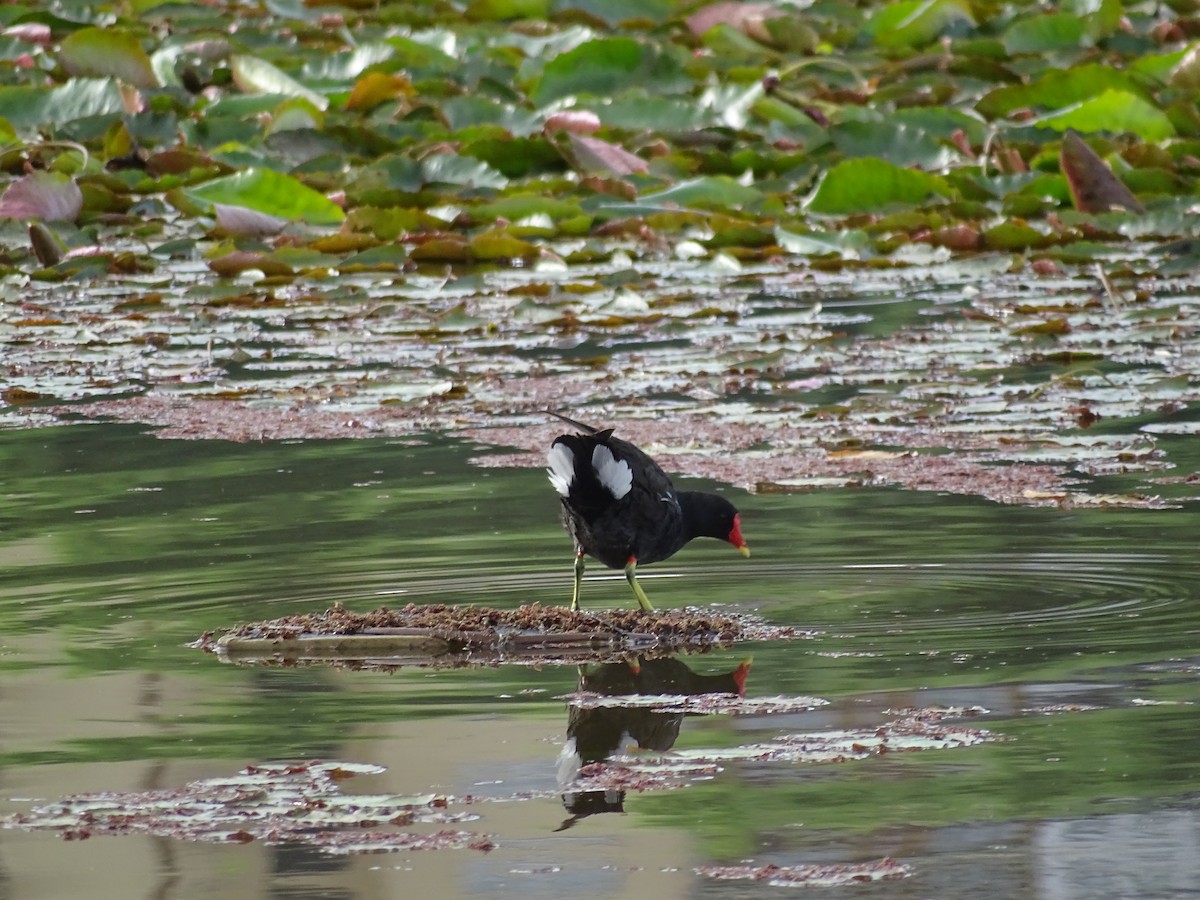 Eurasian Moorhen - ML642301925