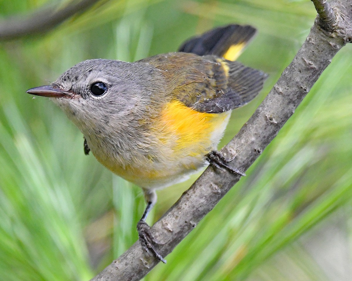 American Redstart - ML642301926