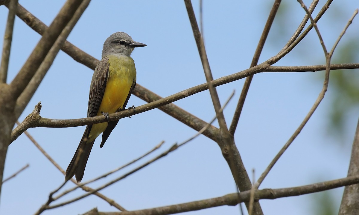 Tropical Kingbird - ML642301927