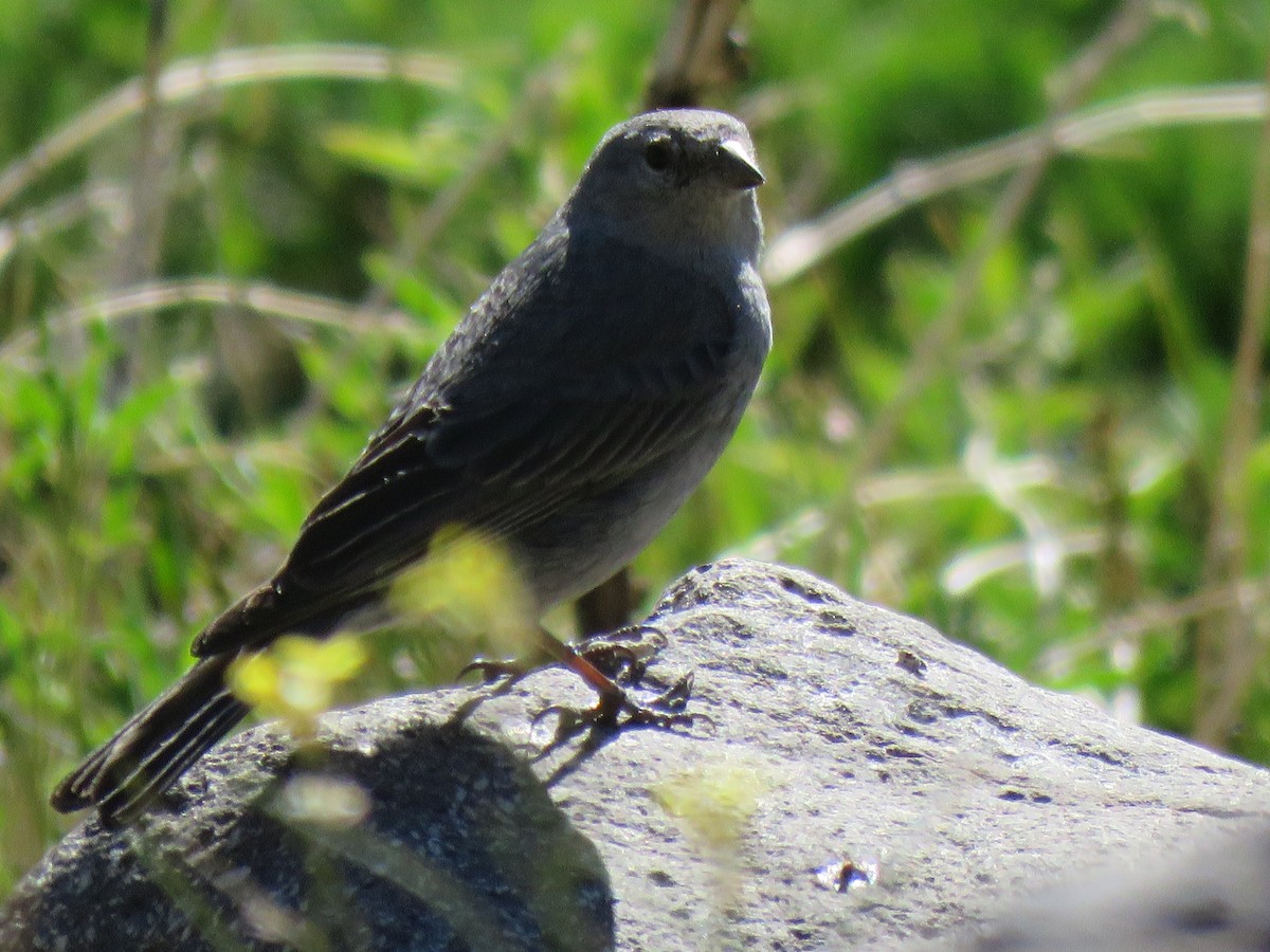 Plumbeous Sierra Finch - ML642301930