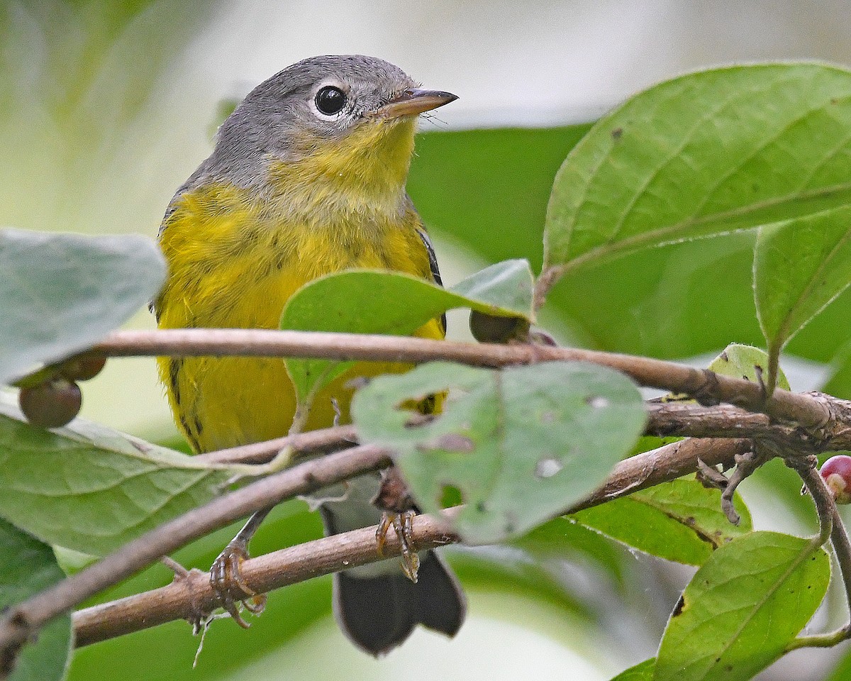 Magnolia Warbler - ML642301935