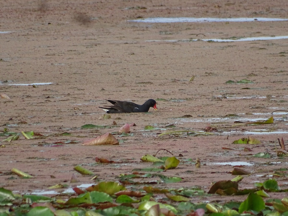 Eurasian Moorhen - ML642301940