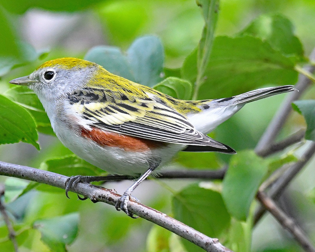 Chestnut-sided Warbler - ML642301941