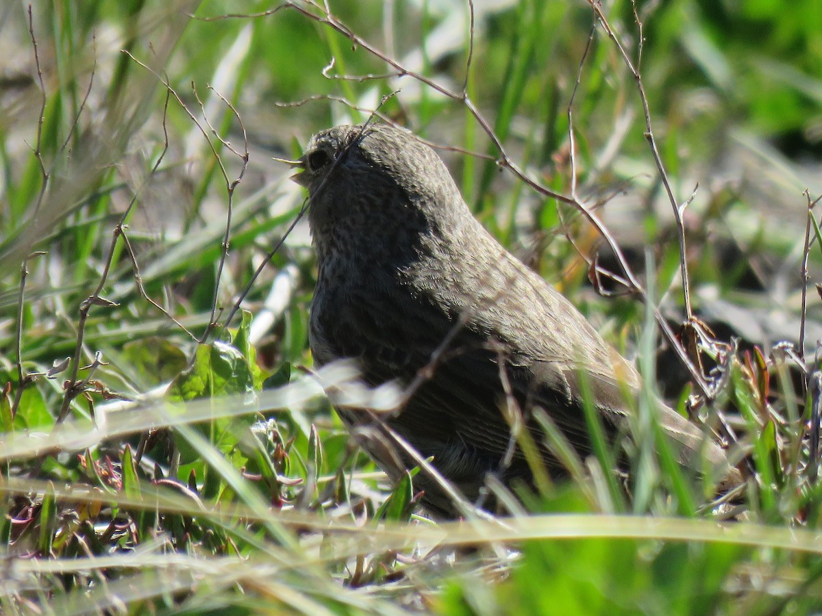 Plumbeous Sierra Finch - ML642301942