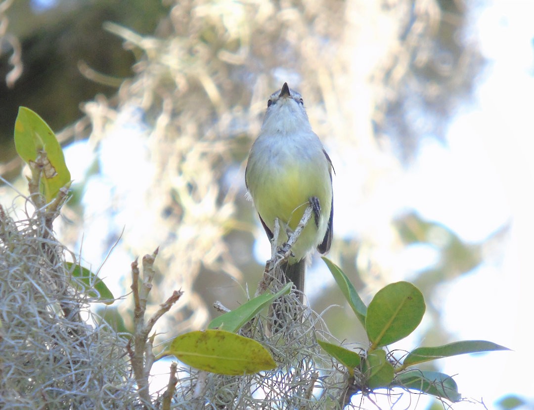 White-crested Tyrannulet - ML642301949