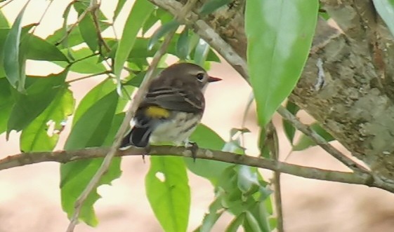 Yellow-rumped Warbler - ML642301950
