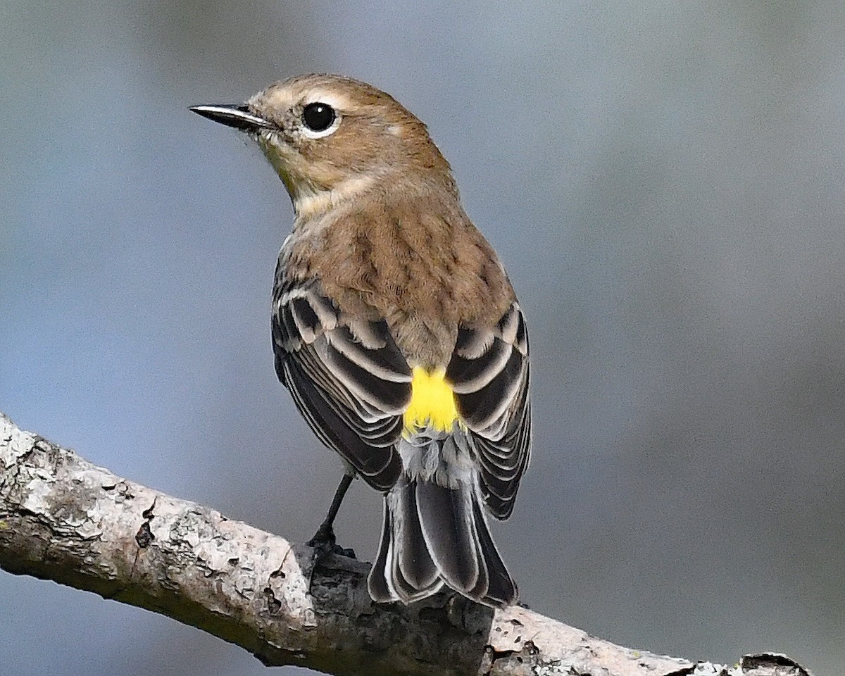 Yellow-rumped Warbler (Myrtle) - ML642301953