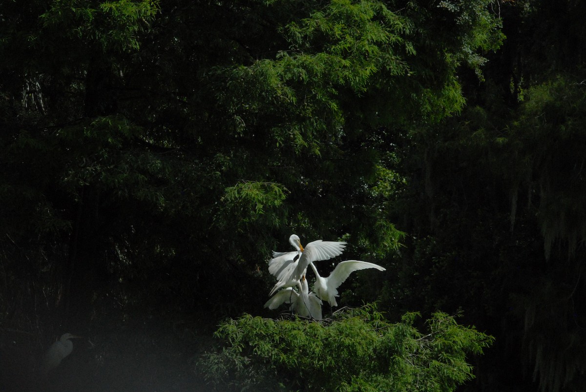 Great Egret - ML642301955