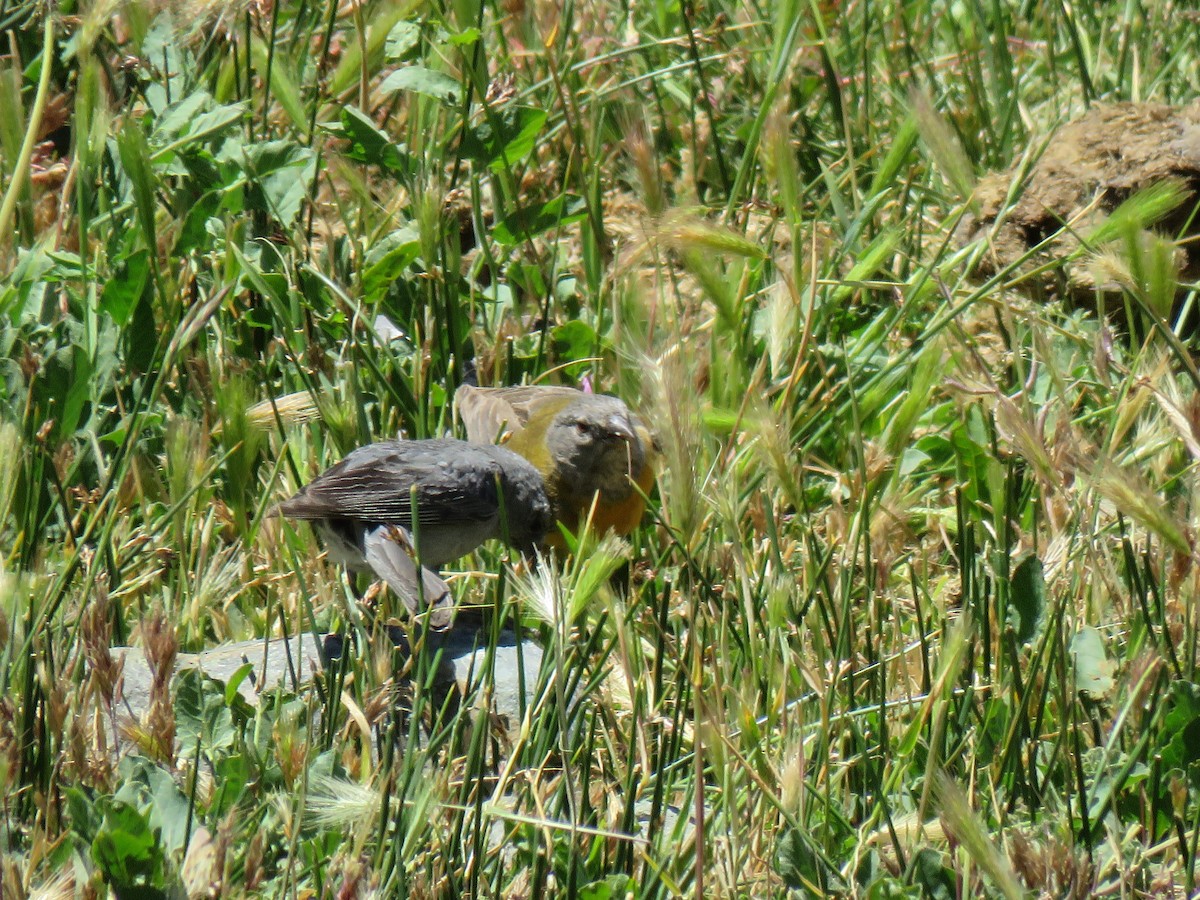 Plumbeous Sierra Finch - ML642301957