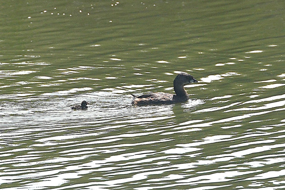 Pied-billed Grebe - ML642301958