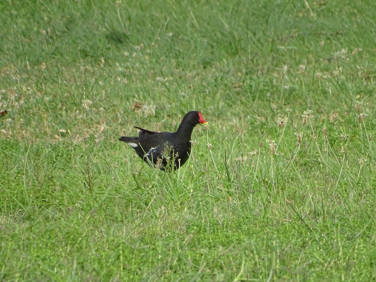 Eurasian Moorhen - ML642301964