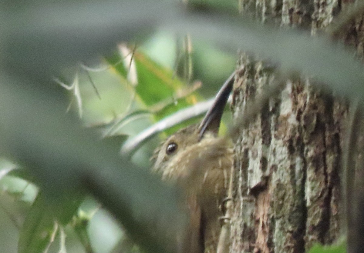 Planalto Woodcreeper - ML642301969