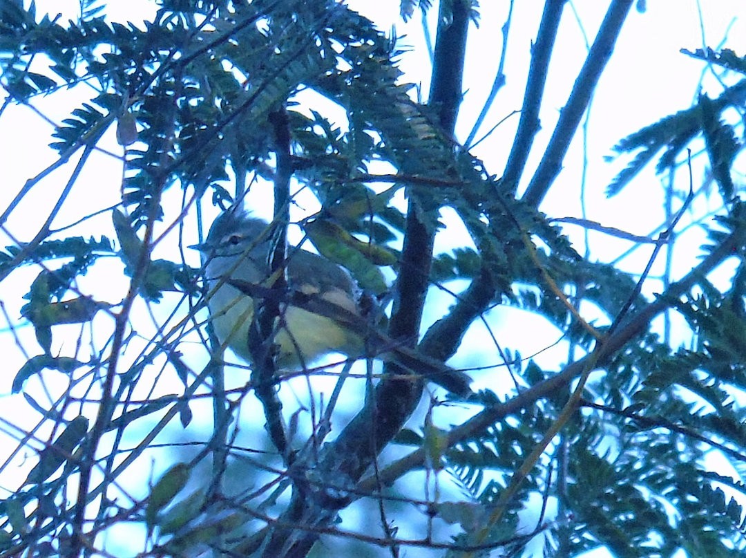 White-crested Tyrannulet - ML642301977