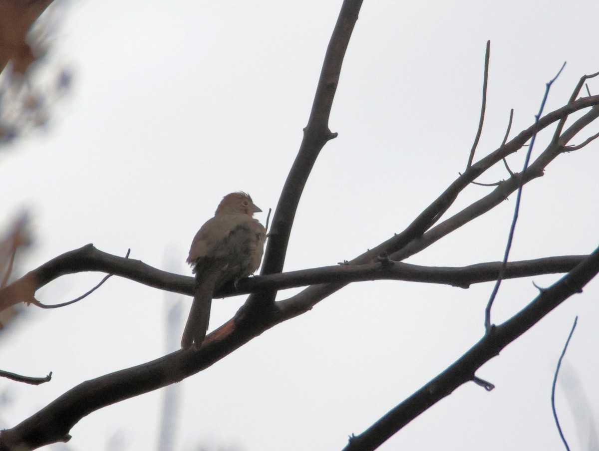 Canyon Towhee - ML642301986