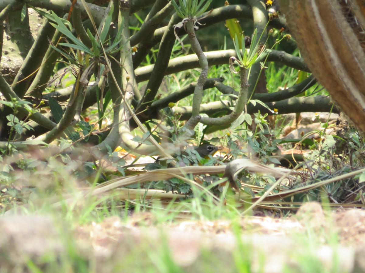Yellow-breasted Chat - ML642301987