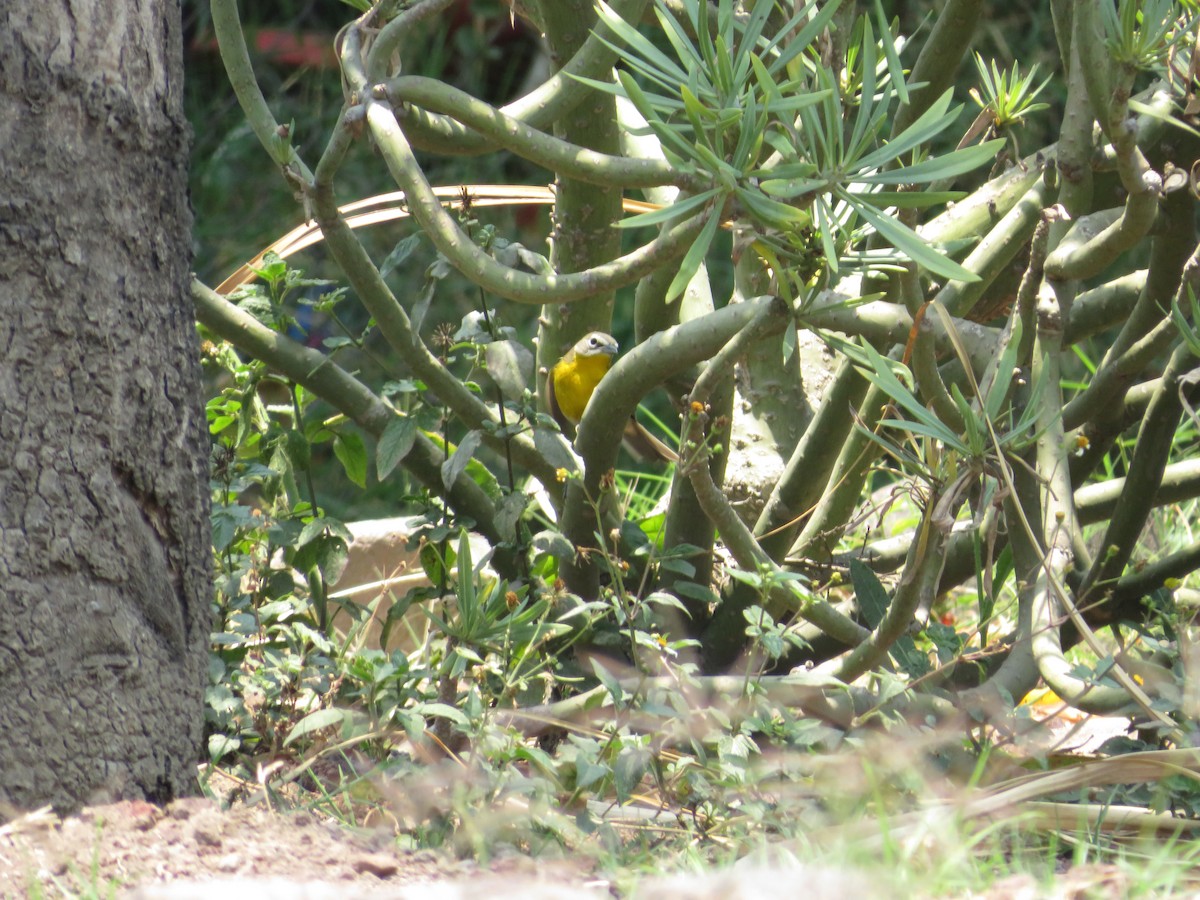 Yellow-breasted Chat - ML642301991